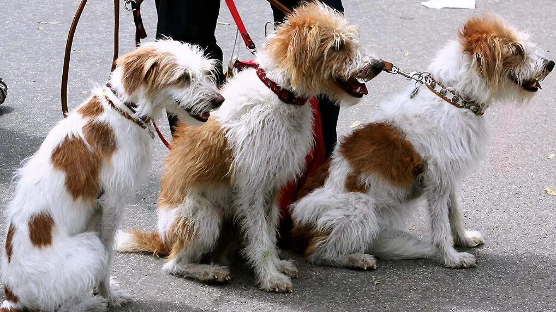 Perros sentados con correa